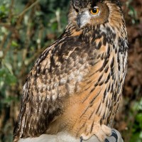 European Eagle Owl